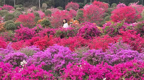 深圳都有哪些花海，不妨换个角度聊聊花香与城市的共生